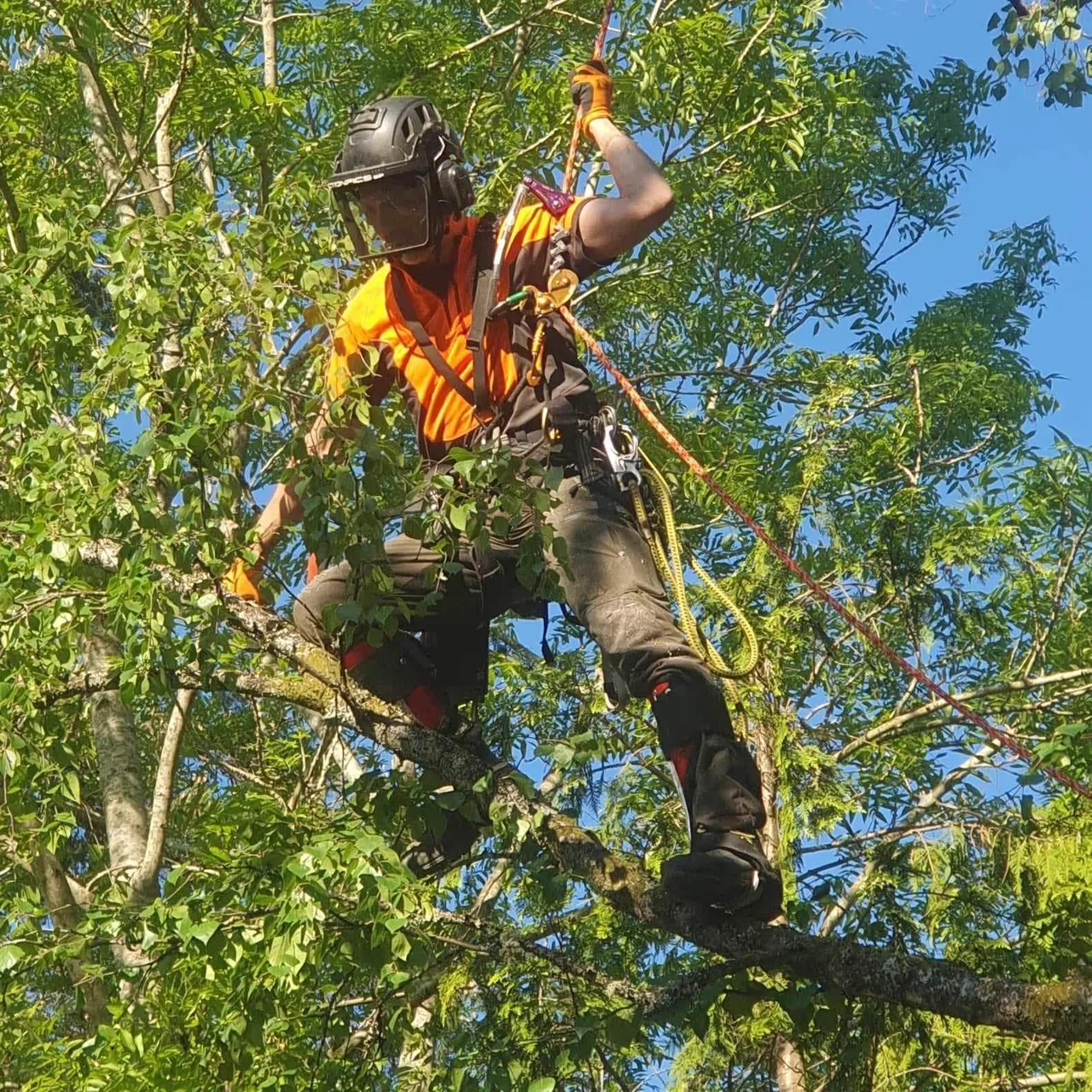 Trädgård, häckklippning och trädbeskärning – UTSIDAN Skog & Trädgård